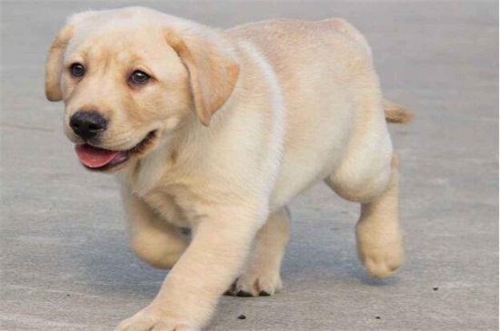 拉布拉多犬多大開始訓(xùn)練最好，滿齡3個(gè)月打完疫苗后效果最佳