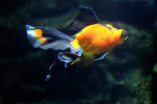 金魚養(yǎng)幾條好