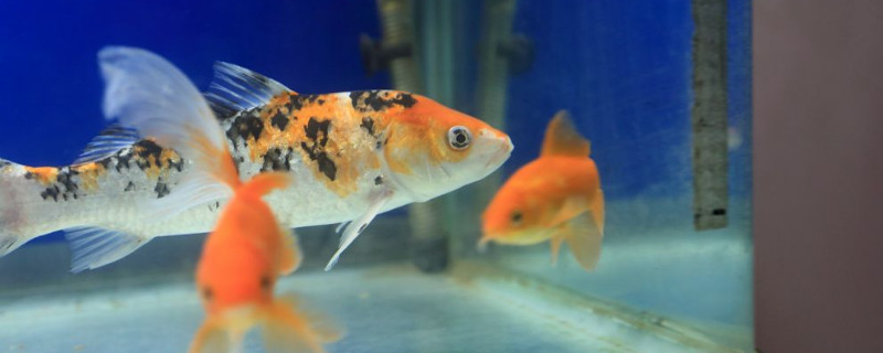 金魚的記憶有多久