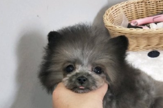 純種茶杯犬多少錢(qián)一只，茶杯犬最低價(jià)格大概多少