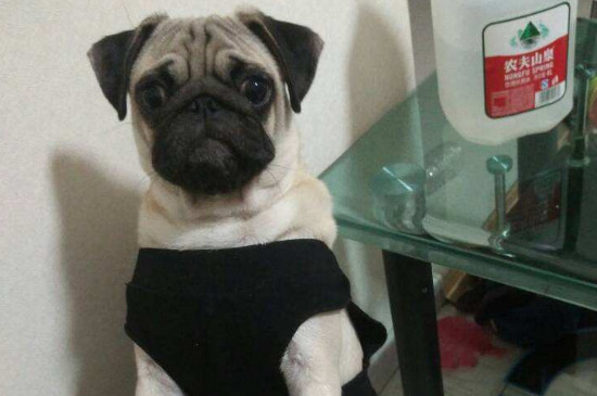 巴哥犬掉毛嚴(yán)重怎么辦，怎么讓巴哥犬不掉毛