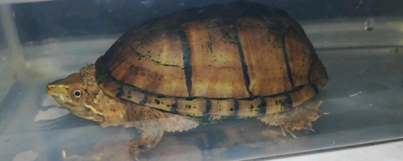 麝香龜是深水龜嗎