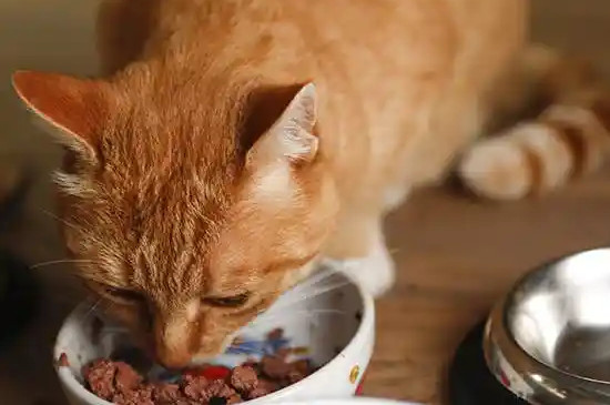 貓咪不喂食可以撐幾天