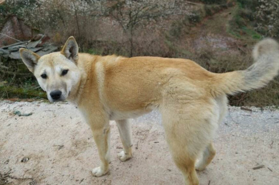 怎么訓(xùn)土狗