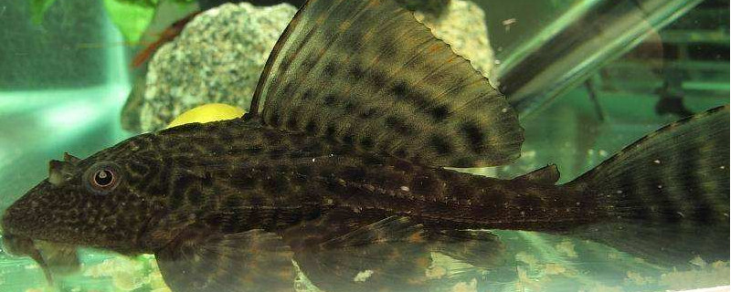 清道夫魚天敵是誰