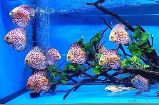 七彩神仙魚為什么老是偏在缸底