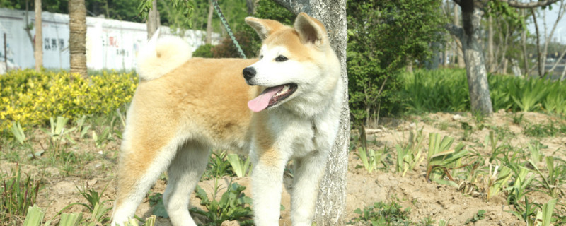 怎樣讓秋田犬認新主人