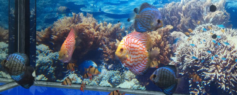 七彩神仙魚(yú)可以和燈科魚(yú)混養(yǎng)嗎