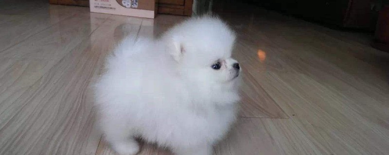 銀狐犬和薩摩耶哪個貴，養(yǎng)銀狐好還是薩摩