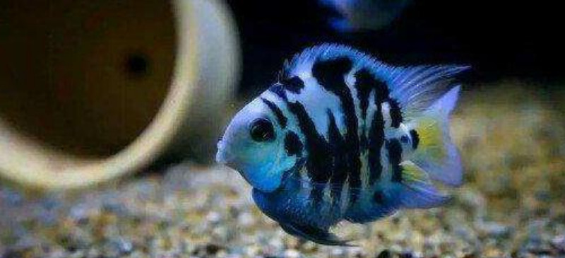 迷你鸚鵡魚下籽后怎樣處理
