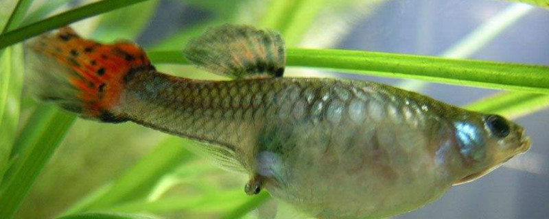 剛出生的孔雀魚(yú)什么時(shí)候喂
