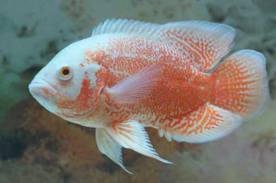 養(yǎng)地圖魚需要多大魚缸