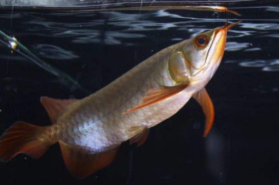 龍魚不吃食怎么回事