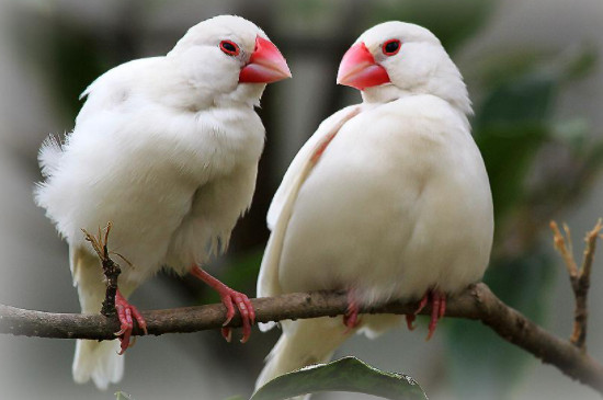 白文鳥下蛋了怎么護(hù)理