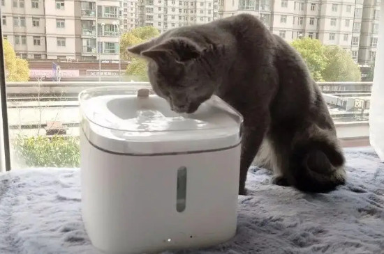 冬天貓喝水如何處理