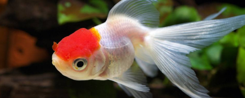 金魚能長多大能活多少年