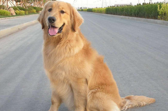 金毛犬會(huì)忘記舊主人嗎