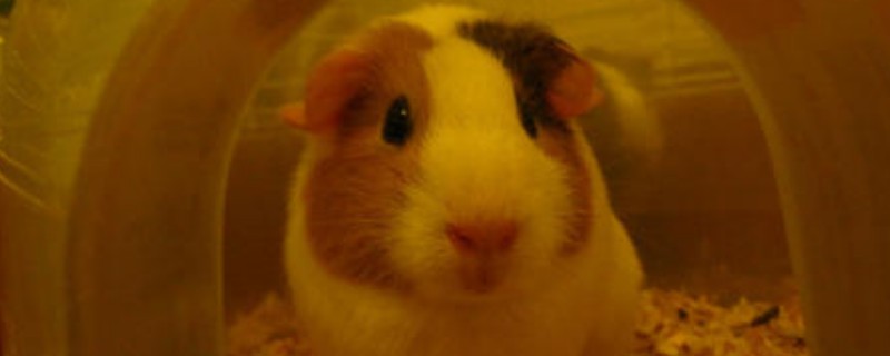 荷蘭豬要死了急救方法