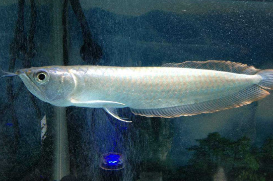 銀龍魚怎么養(yǎng)