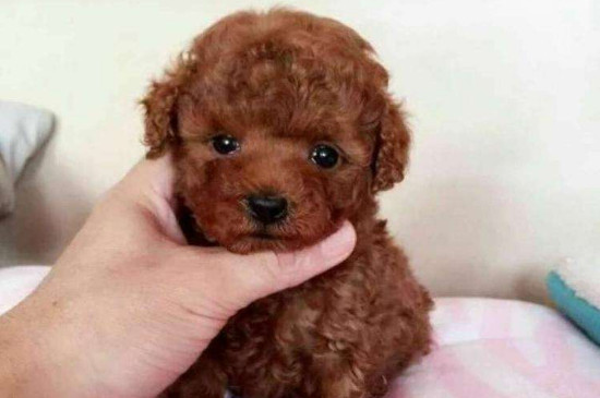 茶杯貴賓犬多少錢一只，迷你狗貴賓大概的價(jià)格