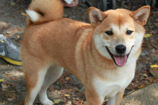 柴犬是土狗嗎