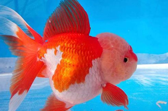 泰獅金魚的飼養(yǎng)方法