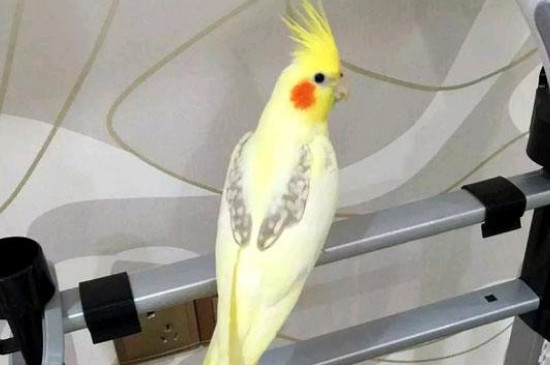 玄鳳鸚鵡怎么洗澡