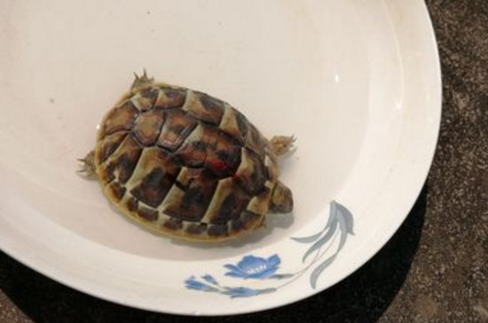 陸龜曬太陽曬多久