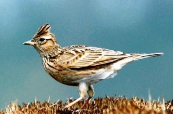 百靈鳥老野公母怎么區(qū)分
