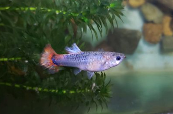 鳳尾魚(yú)的養(yǎng)殖方法