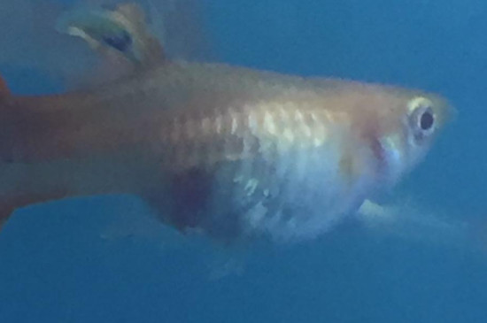 孔雀魚一次生多少小魚