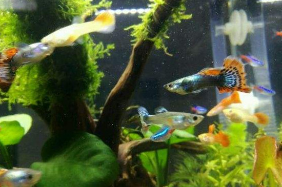 孔雀魚能吃鹽嗎