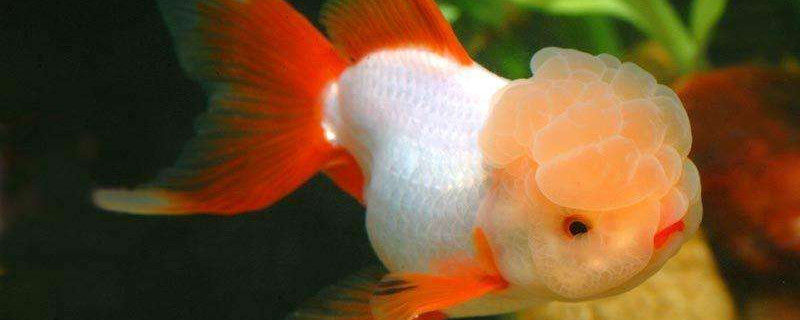 怎么養(yǎng)金魚(yú)