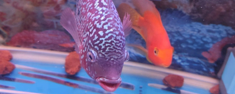 鸚鵡魚(yú)沉底是怎么回事