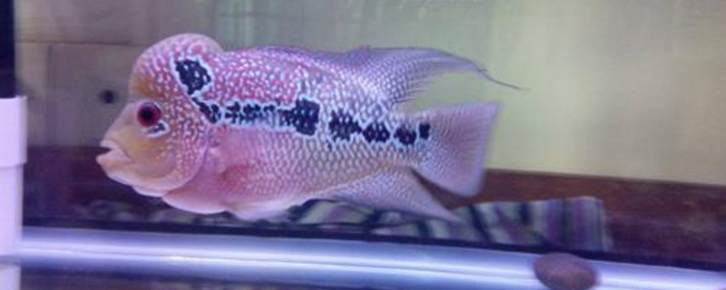 羅漢魚撞缸失鰾癥狀