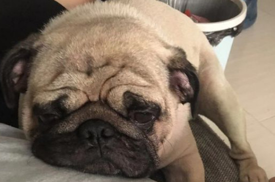 巴哥犬的優(yōu)缺點