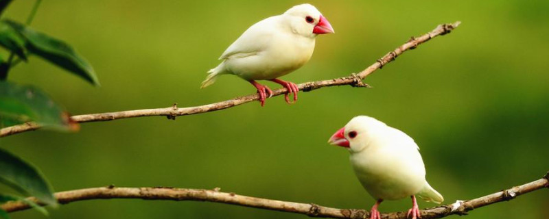 白文鳥怎么訓練