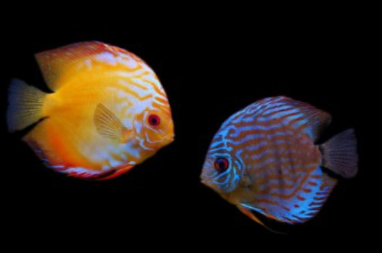 七彩神仙魚為什么變瘦就死