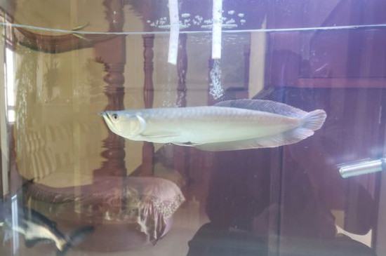 銀龍魚的飼養(yǎng)方法，飼養(yǎng)銀龍魚的技巧
