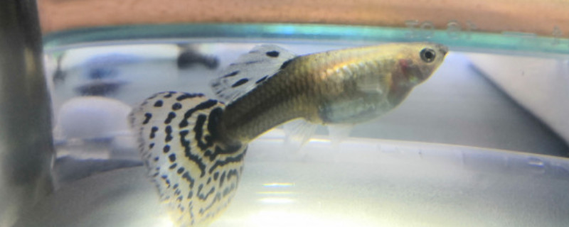 孔雀魚怎么養(yǎng)長的快