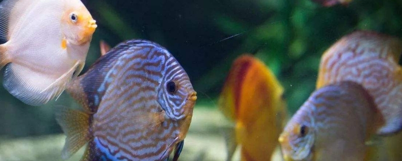 七彩魚發(fā)黑怎么辦