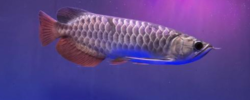 星點龍魚為什么不在上層游