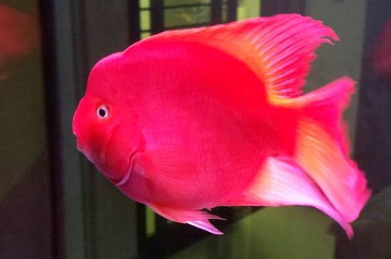 鸚鵡魚多久能長20公分