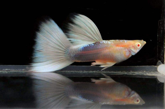 孔雀魚爛尾和被咬區(qū)別