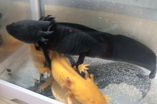 六角龍魚不吃食怎么辦