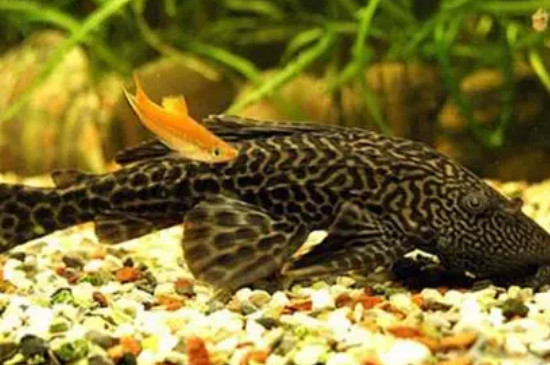 魚缸里的清道夫追著咬魚咋辦