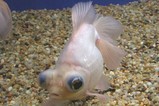 魚(yú)側(cè)身躺能救活嗎