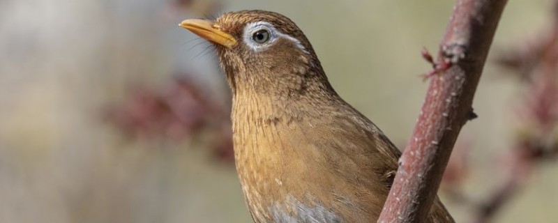 畫眉鳥怎么養(yǎng)