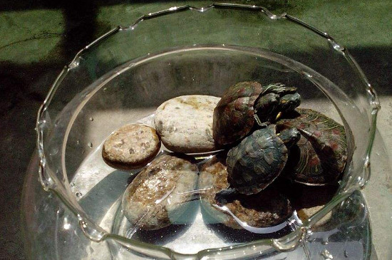 巴西龜冬天能一直放涼水里嗎