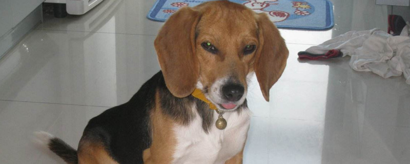 比格犬怕冷嗎
